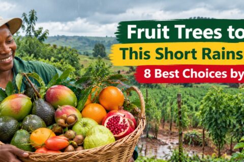fruit-trees-to-plant-short-rains-season-kenya