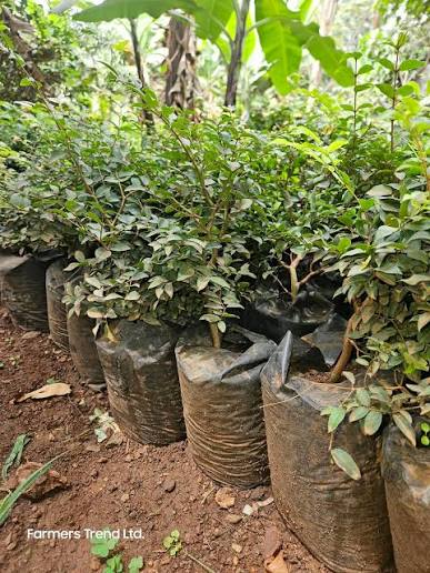 Jaboticaba Seedlings