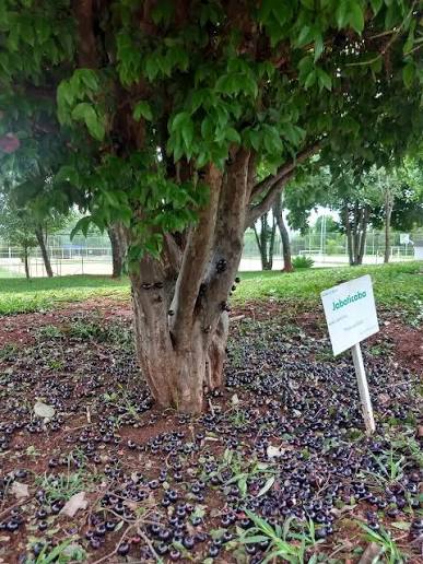 Jaboticaba Seedlings tree