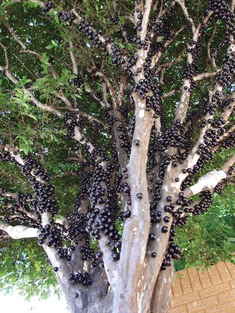 jaboticaba- seedlings -tree