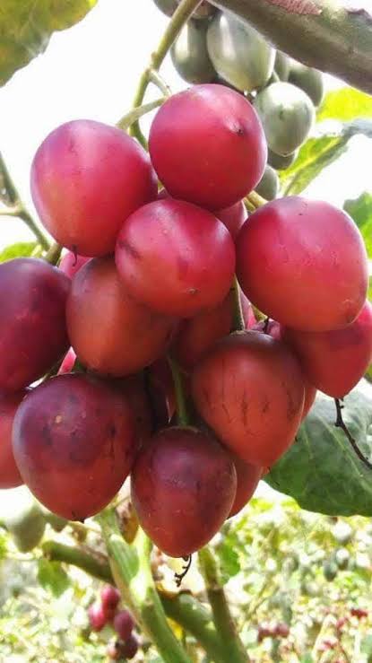 Grafted Red Oratia Tree Tomato Seedlings at KSh 100: Fruit in 8 Months, Harvest Weekly for 6 Profitable Years 2 grafted-red-oratia-tree-tomato