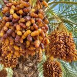 Male and female date palms farming