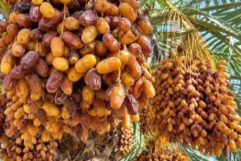 Male and female date palms farming
