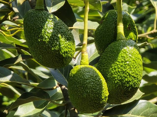 Avocado Trees and Bees: Best Proven Ways on How 2 Hives Per Acre Raise Your Fruit Set 2 Hass Avocado
