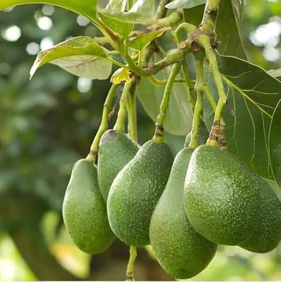 Avocado Trees and Bees: Best Proven Ways on How 2 Hives Per Acre Raise Your Fruit Set 3 Fuerte Avocado