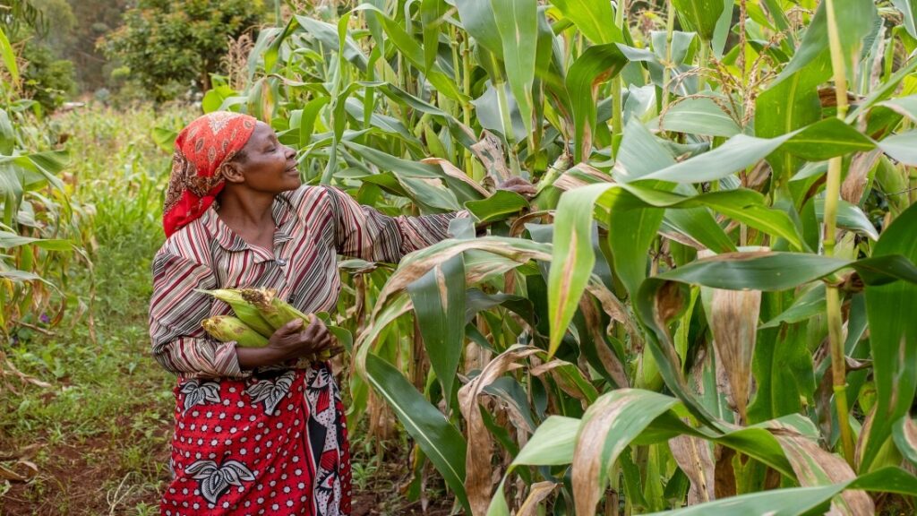 Remove term: drought-hit maize farmers drought-hit maize farmers