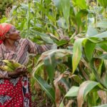Remove term: drought-hit maize farmers drought-hit maize farmers