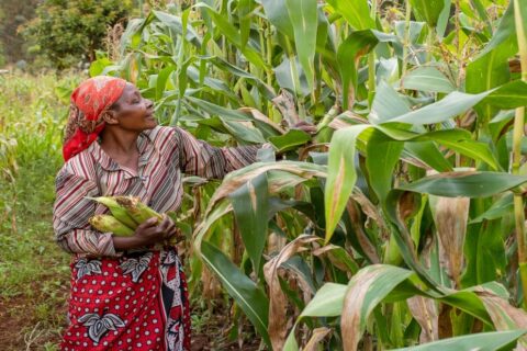 Remove term: drought-hit maize farmers drought-hit maize farmers