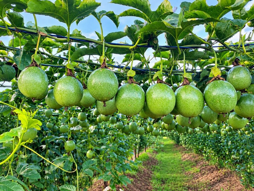 Passion Fruit Buyers From Uganda: What 5 Trucks a Week in Sirikwa Teach You About Market Power 3 Passion fruit orchards in full swing!
