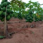 papaya-farming-in-kenya