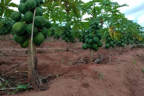 papaya-farming-in-kenya