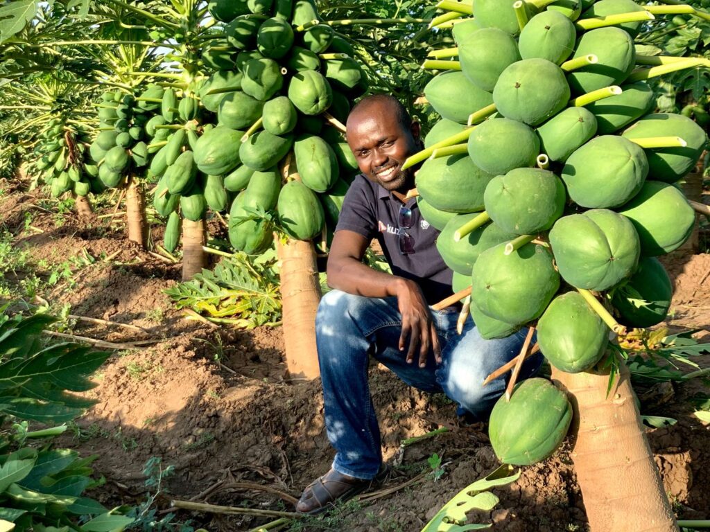 Papaya farming in Kenya